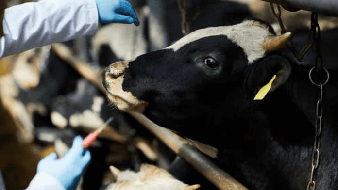 H5N1