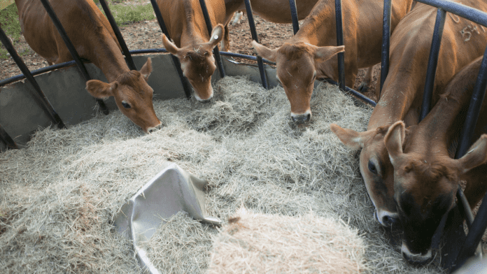 feed protein