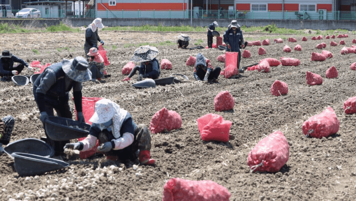 Filipino farm workers