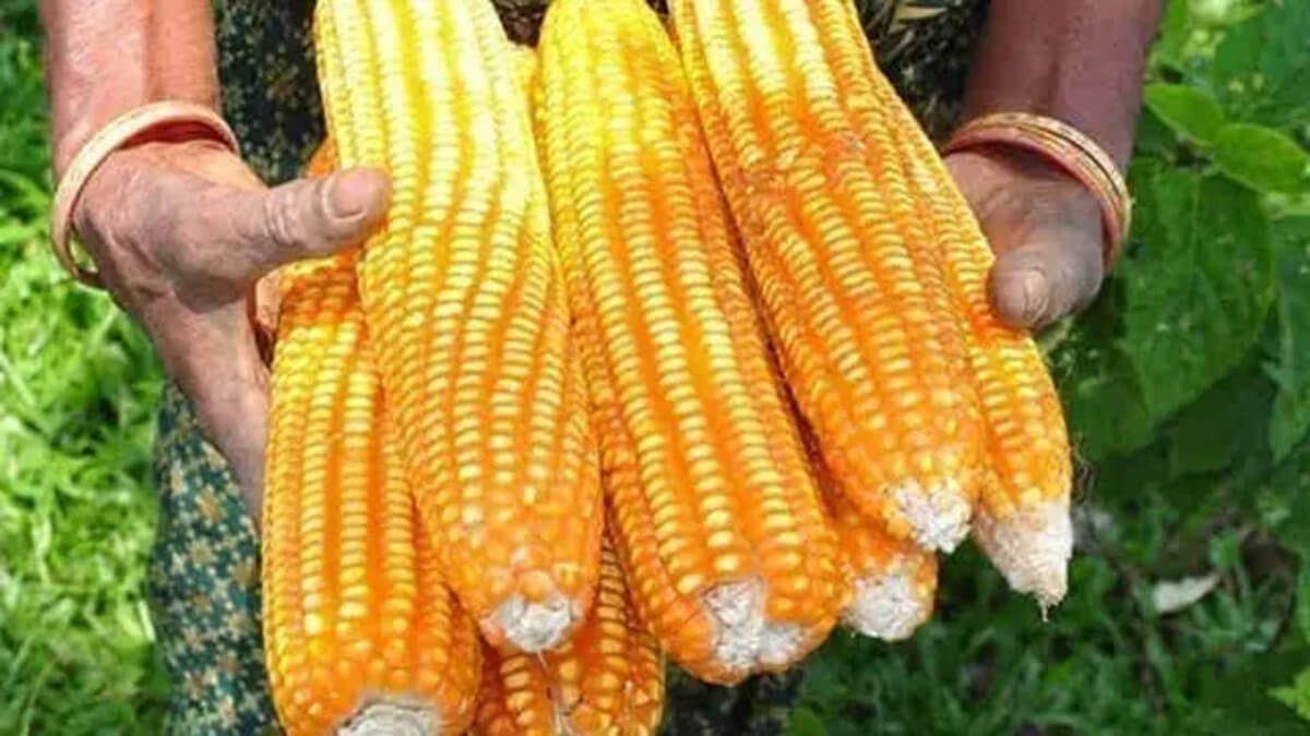 Nigeria Maize Production Fell By Over 14% In 2023 —FAO