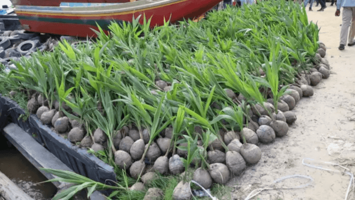 coconut seedlings