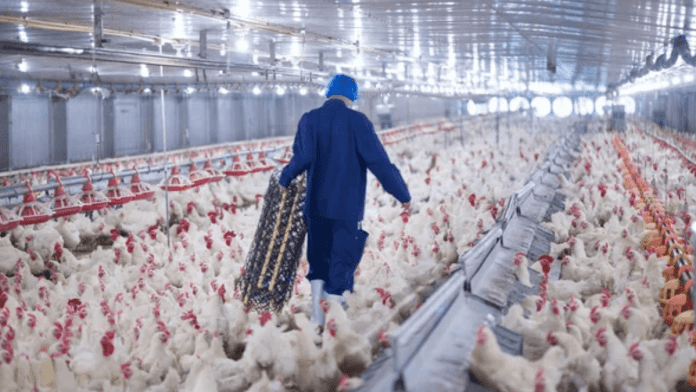 poultry farms