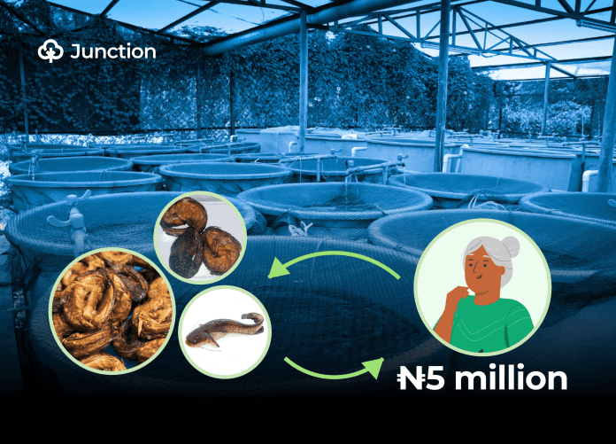 Retired school teacher earns ₦5 million a cycle from catfish farming