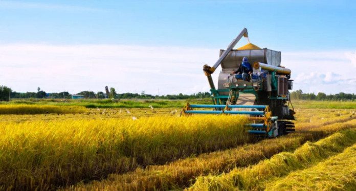 Five strategies to reduce post-harvest losses in Nigeria
