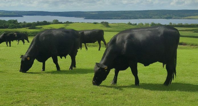 Ekiti State Proffers Farmer-Herder Harmony Solution