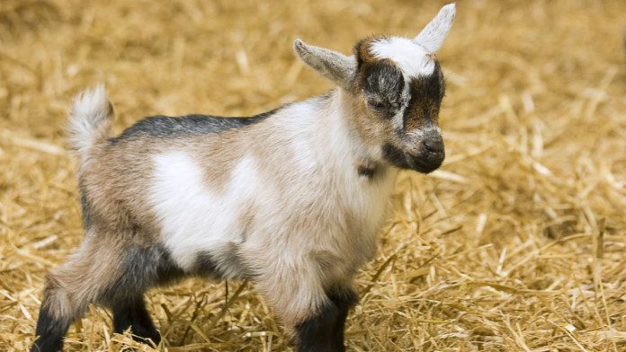100 Kwara State Extension Agents, Farmers Benefit From World Bank-Sponsored Livestock Project
