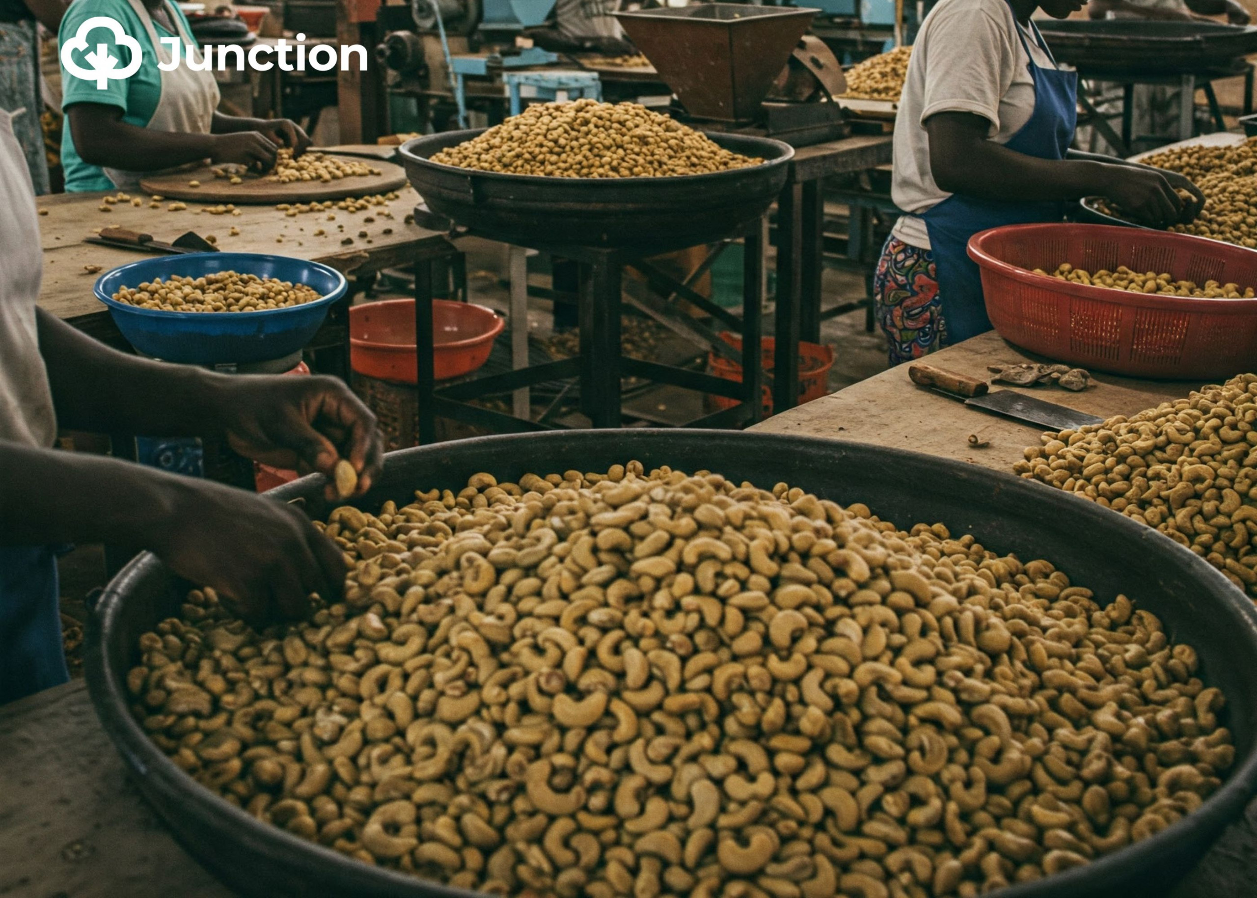 Nigeria&#8217;s Raw Cashew Nuts Fuel Vietnam&#8217;s Billion-Dollar Industry