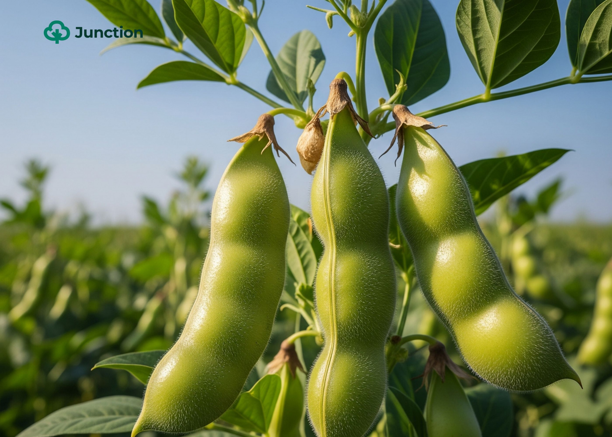 FG Pushes For Biotech Adoption, But Nigerian Farmers Have Reasons To Be Sceptical